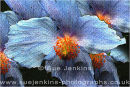 mecanopsis